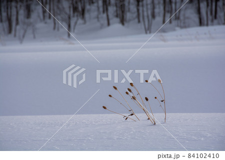 雪原から出ている枯れた野草 84102410
