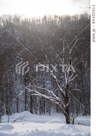 雪が降る日の枯れ木 雪が降る日の枯れ木 84102411