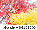 モミジとイチョウ 84102503