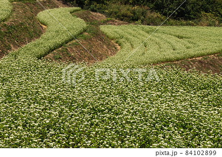 島ヶ峰のソバ畑　白いソバの花　（香川県まんのう町） 84102899