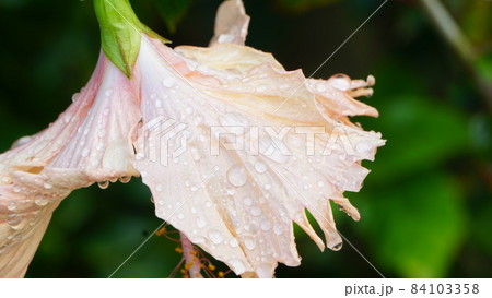 雨の水滴がついた花 84103358