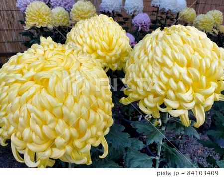 菊の花 84103409