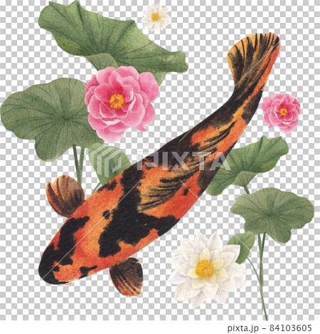 Oriental koi colorful floating carps backdrop, chinese goldfish. Asian traditional carp fish watercolor illustration Oriental koi colorful floating carps backdrop, chinese goldfish. Asian traditional carp fish watercolor illustration 84103605