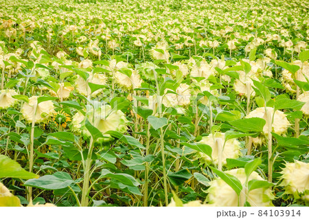 A field of ripe and yellow sunflowers on a summer day A field of ripe and yellow sunflowers on a summer day 84103914