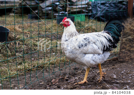 A white rooster on a walk in a chicken coop. Concept: home farm, agriculture, barnyard, village, own product.  84104038