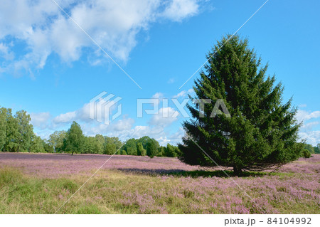 Blooming heathland flowers in a autumn day at luneburg heath Blooming heathland flowers in a autumn day at luneburg heath 84104992