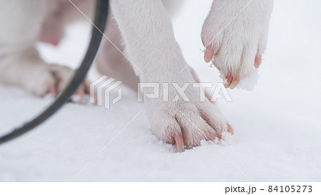 Close-up of dog paws on white snow. Close-up of dog paws on white snow. 84105273