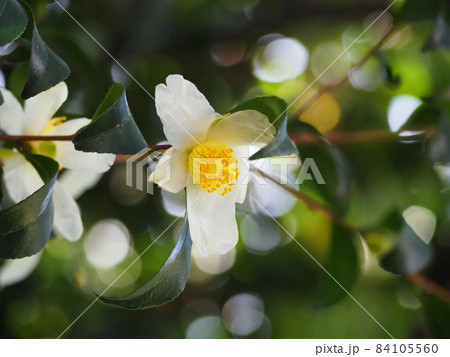 サザンカ サザンカ 84105560