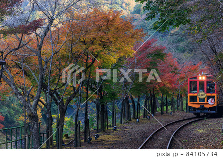 嵯峨野トロッコ列車と紅葉 84105734