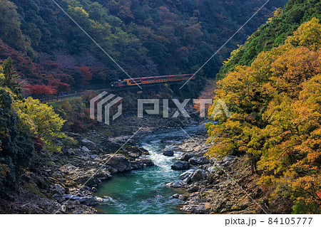 嵯峨野トロッコ列車と紅葉 嵯峨野トロッコ列車と紅葉 84105777