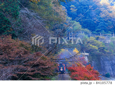 嵯峨野トロッコ列車と紅葉 嵯峨野トロッコ列車と紅葉 84105778