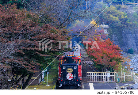 嵯峨野トロッコ列車と紅葉 84105780