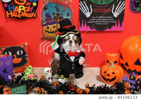 Halloweenの仮装をしたチワワ 84106223