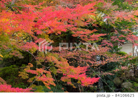 大興善寺の紅葉 大興善寺の紅葉 84106625
