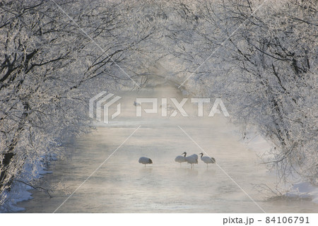 樹氷のトンネルとタンチョウのねぐら(北海道・鶴居村) 樹氷のトンネルとタンチョウのねぐら(北海道・鶴居村) 84106791
