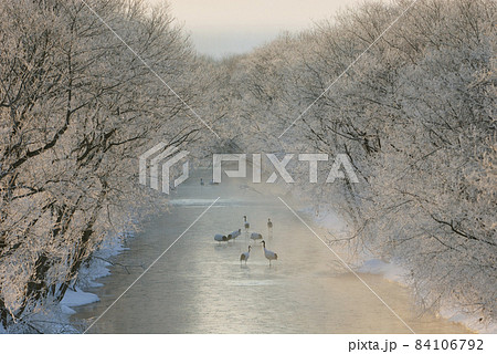 樹氷のトンネルとタンチョウのねぐら(北海道・鶴居村) 樹氷のトンネルとタンチョウのねぐら(北海道・鶴居村) 84106792