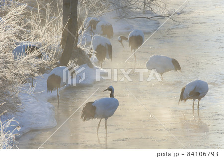 タンチョウのねぐら(北海道・鶴居村) タンチョウのねぐら(北海道・鶴居村) 84106793