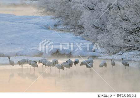タンチョウのねぐら（北海道・鶴居村） 84106953