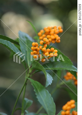 センリョウ 84107009