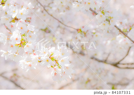桜（ソフトフォーカス） 84107331