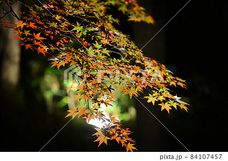 紅葉ライトアップ 紅葉ライトアップ 84107457