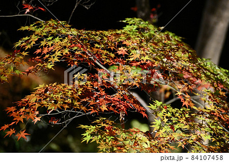 紅葉ライトアップ 紅葉ライトアップ 84107458