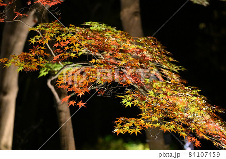 紅葉ライトアップ 紅葉ライトアップ 84107459