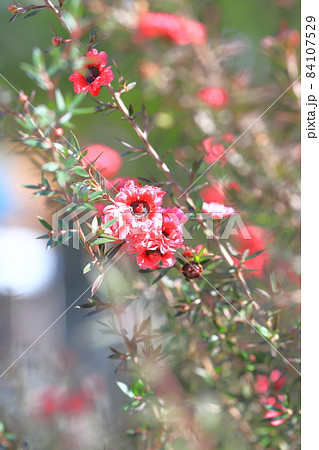 御柳梅 ギョリュウバイ の花の写真素材