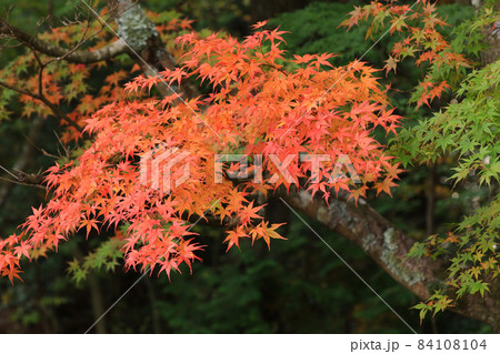 紅葉3519 84108104