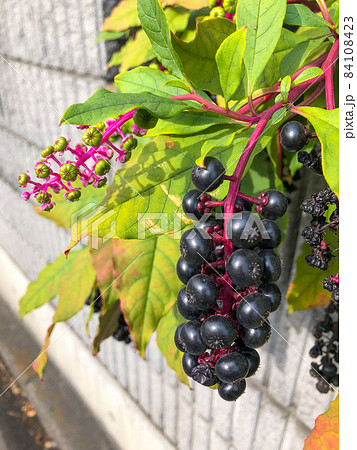 民家の庭に植えられているヨウシュヤマゴボウの実 84108423