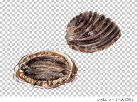 Hand-painted watercolor of abalone 84108598