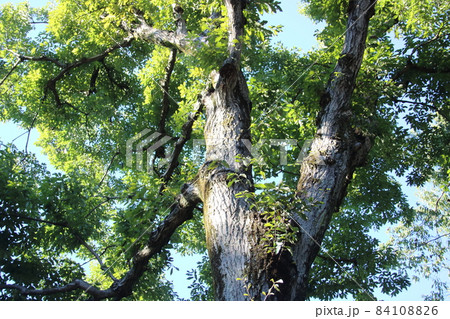 コナラ(小楢) コナラ(小楢) 84108826