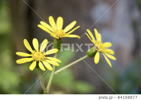 殿ヶ谷戸庭園 84108877