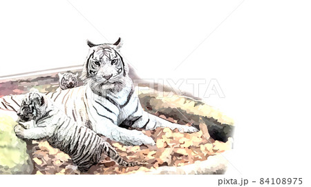 ホワイトタイガー 84108975
