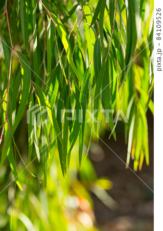 Green tree branches of agonis flexuosa in sunny garden at summer day Green tree branches of agonis flexuosa in sunny garden at summer day 84109526