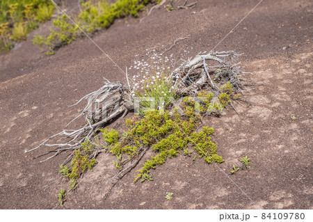 Snag with a bush on the slope of the scorched soil. Drought-resistant vegetation on rocky soil. Dirty grunge texture with white bush flowers background. Bush in the desert. Snag with a bush on the slope of the scorched soil. Drought-resistant vegetation on rocky soil. Dirty grunge texture with white bush flowers background. Bush in the desert. 84109780