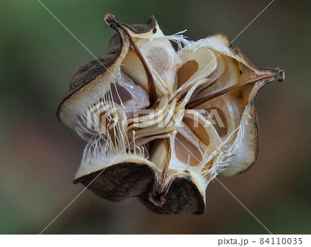 ウバユリの種 ウバユリの種 84110035