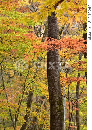 九重連山 黒岳山麓の紅葉 九重連山 黒岳山麓の紅葉 84110066