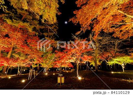 月と紅葉のライトアップ・月の石もみじ公園【埼玉県長瀞町】 84110129