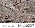 桜の花 84110237