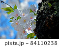 桜の花 84110238
