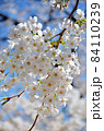 桜の花 84110239