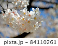 桜の花 84110261