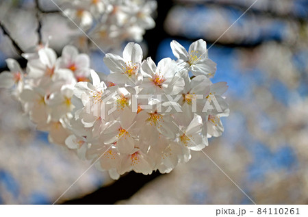 桜の花 桜の花 84110261