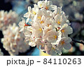 桜の花 84110263