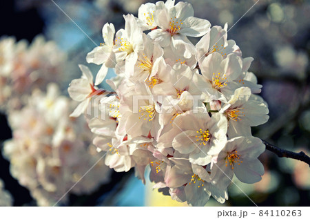 桜の花 桜の花 84110263