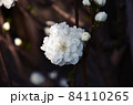 桜の花 84110265