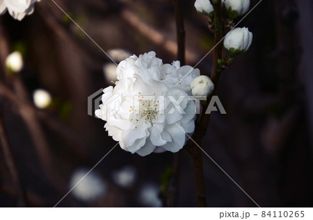 桜の花 桜の花 84110265
