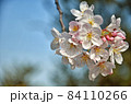 桜の花 84110266