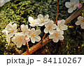 桜の花 84110267